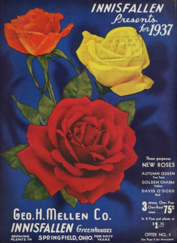 Ein Plakat aus dem Jahr 1937, das die Innisfallen Greenhouses Company bewirbt und drei Rosen mit Blättern und Stielen zeigt.