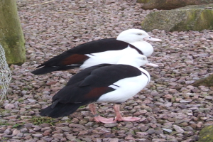 Eine Szene mit Kiessteinen, Vögeln, einem Netz, einem Baumstamm und Felsen.