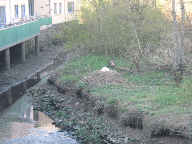 Ein grasbewachsener Bereich mit Pflanzen und Bäumen neben einem Abwassergewässer, mit einem Gebäude mit Säulen, Geländern und Fenstern im Hintergrund.