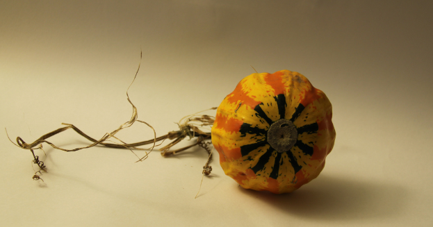 Eine Kürbis auf einer Oberfläche.