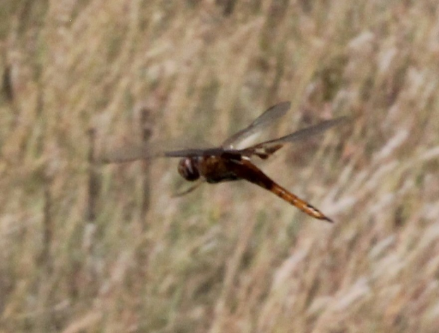 Ein Drachenflieger, der über einem Feld mit hohem Gras fliegt und seine Flügel weit ausbreitet.