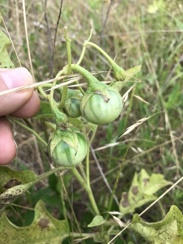 Eine Hand hält einen Bund grüner Tomaten mit sichtbarem Schimmel, umgeben von Pflanzen und Gras im Hintergrund.