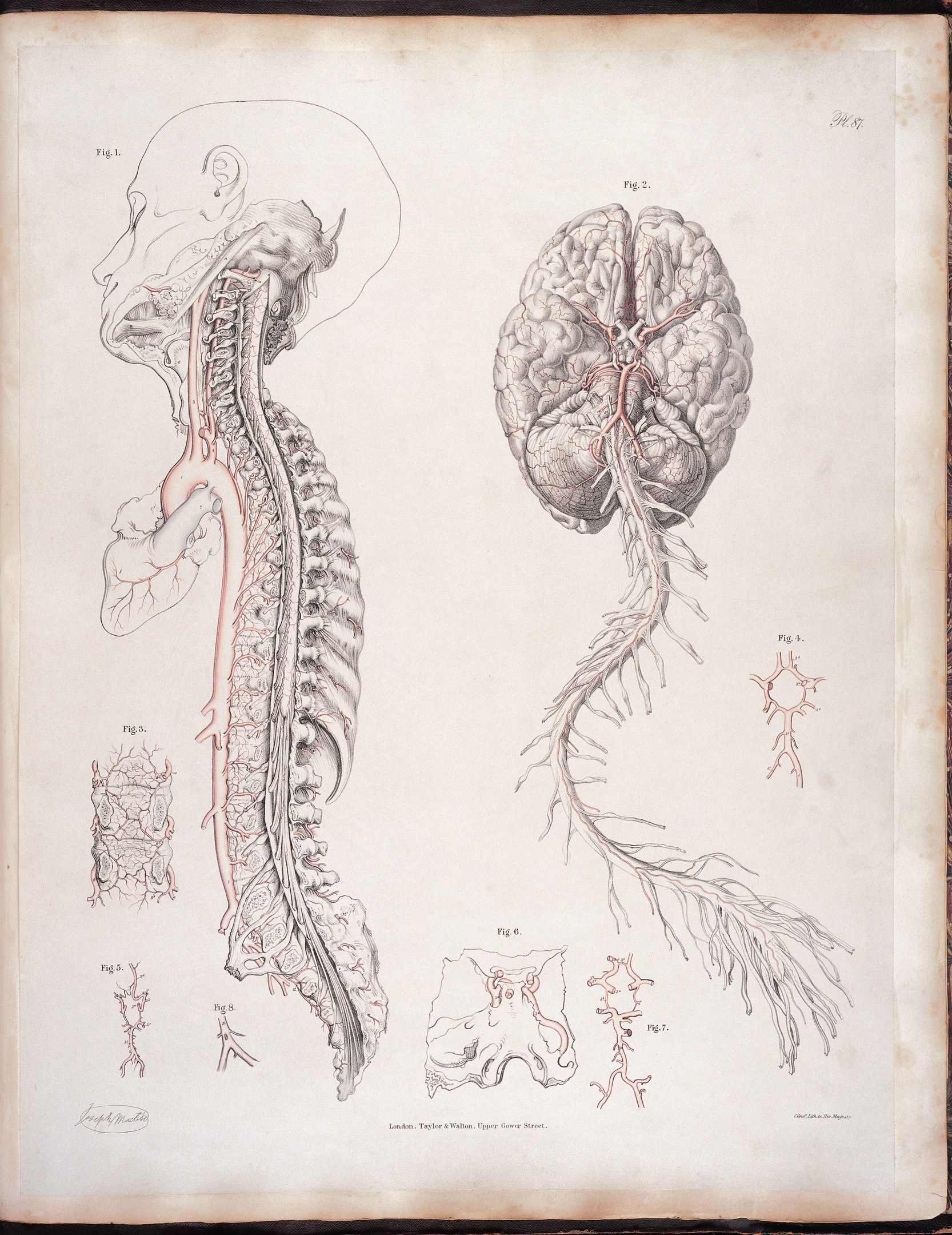 Ein offenes altes Buch mit einer detaillierten anatomischen Zeichnung eines menschlichen Gehirns und einer Wirbelsäule mit ausstrahlenden Nerven und Arterien, begleitet von klassischem Text.