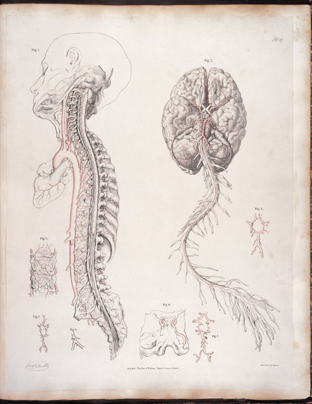 Ein offenes altes Buch mit einer detaillierten anatomischen Zeichnung eines menschlichen Gehirns und einer Wirbelsäule mit ausstrahlenden Nerven und Arterien, begleitet von klassischem Text.
