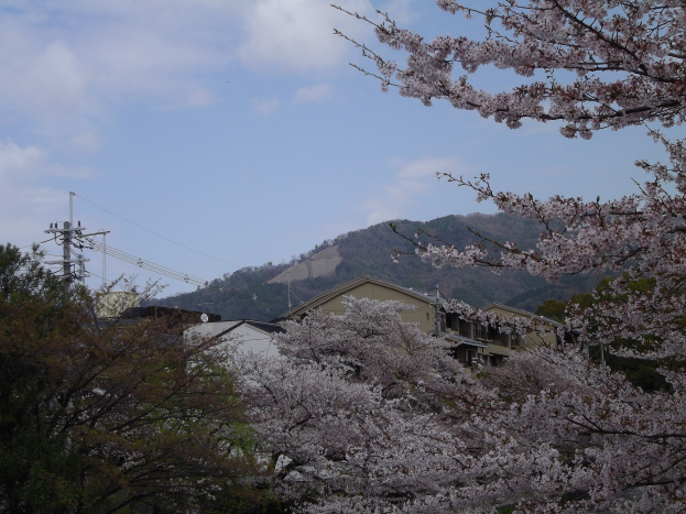 Eine Straßenrandszene mit blühenden Kirschblüten, umgeben von Bäumen, Gebäuden, Strommasten mit Drähten und Hügeln unter einem Himmel voller weißer, flauschiger Wolken.