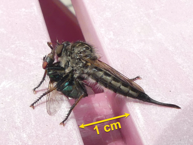 Nahaufnahme einer Raubfliege auf einer rosafarbenen Oberfläche mit Pfeilmarke und Text unten.