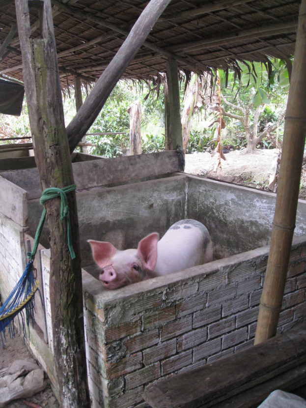 Ein rotes Schwein steht in einer hölzernen Umzäunung mit Wänden drumherum.