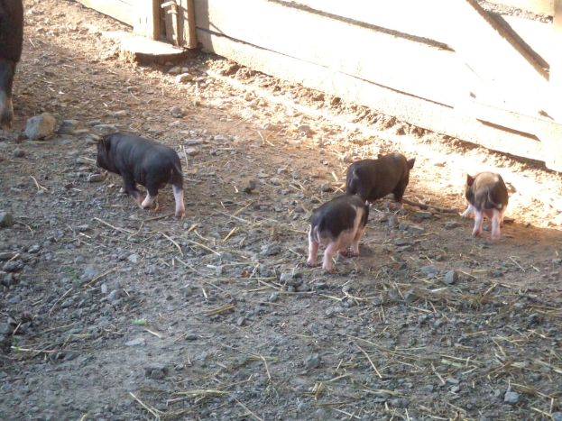 Eine Gruppe von Schweinen auf dem Boden mit einem hölzernen Geländer auf der rechten Seite.