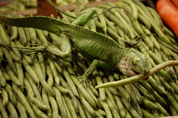 Eine Gartenechse ist Ã¼ber einer Auswahl an GemÃ¼se positioniert.