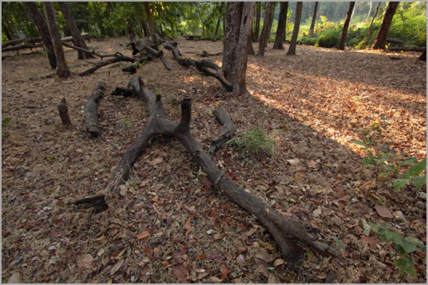 Getrocknete Blätter und Zweige auf dem Boden mit Pflanzen und Bäumen im Hintergrund.