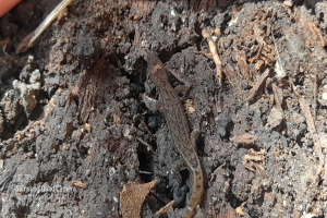 Eine kleine Eidechse sitzt auf einem Schmutzhaufen umgeben von trockenen Blättern und anderen Gegenständen, mit einem Objekt in der oberen linken Ecke und Text in der unteren linken Ecke.