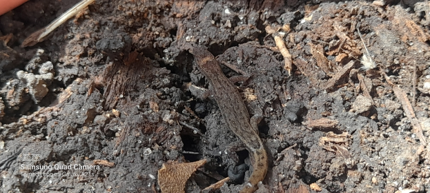 Eine kleine Eidechse sitzt auf einem Schmutzhaufen umgeben von trockenen Blättern und anderen Gegenständen, mit einem Objekt in der oberen linken Ecke und Text in der unteren linken Ecke.