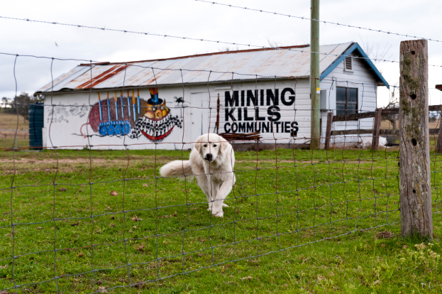 Ein Hund steht auf einer Grasfläche hinter einem Zaun, mit einem Haus im Hintergrund.