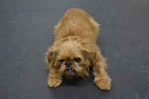 Ein Hund steht auf der Straße.
