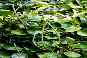 Eine Wasserpflanze mit grünen Blättern und Stängeln, teilweise im klaren Wasser untergetaucht.