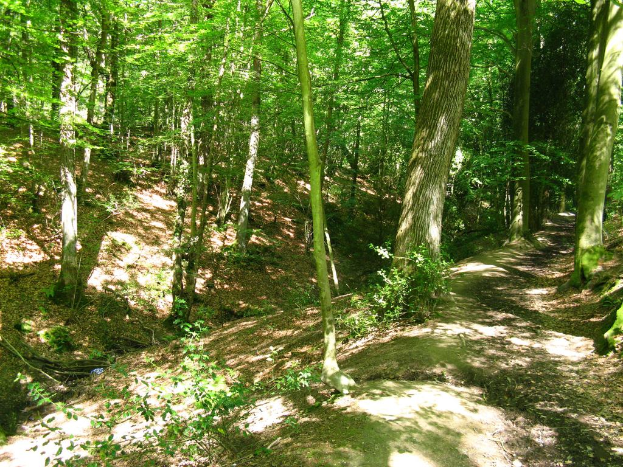 Eine von Bäumen dicht bewachsene Landschaft.