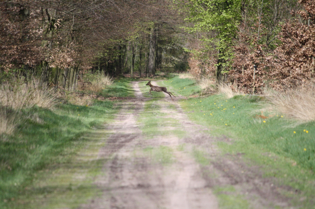 Ein Reh, das auf einem Schotterweg in einem bewaldeten Gebiet mit Gras, Pflanzen und Bäumen läuft.