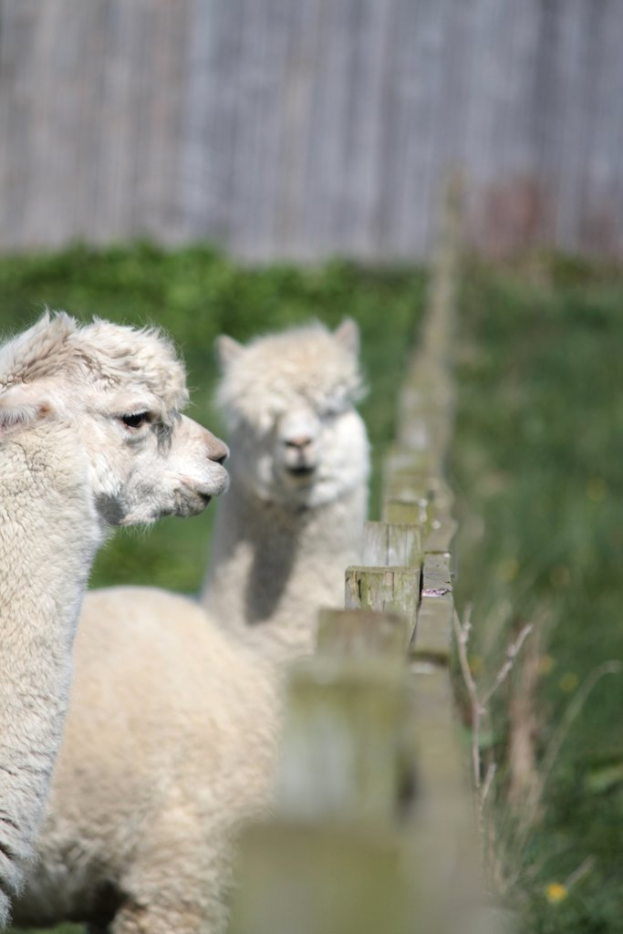 Wei√ü Schafe in der N√§he eines hölzernen Zauns mit unscharfen Pflanzen im Hintergrund.