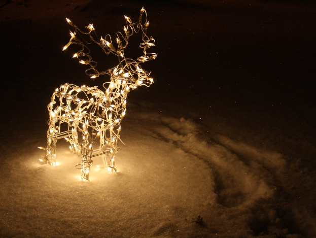 Ein helles Reh steht auf einem Pfad mit dunklem Hintergrund.