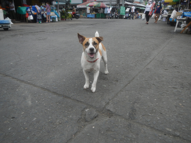 Ein Hund geht die Straße entlang vor einem Markt, umgeben von Menschen mit Taschen, Fahrzeugen, Ständen, Schirmen und anderen Gegenständen im Hintergrund unter einem klaren blauen Himmel.