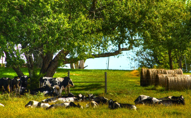 Kühe grasen auf grüner Wiese mit Bäumen und trockenem Gras im Hintergrund.